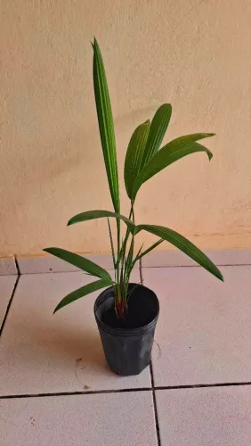 Muda de Palmeira Laca Vermelha