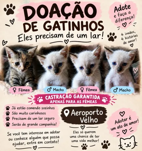 Gato