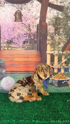 Dachshund