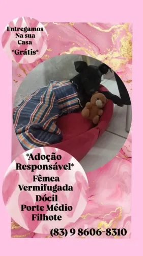Cachorro pra adoção