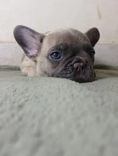 Linda femea de bulldog françês disponivel