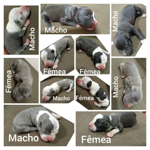 Filhotes Starfoshire terrier 