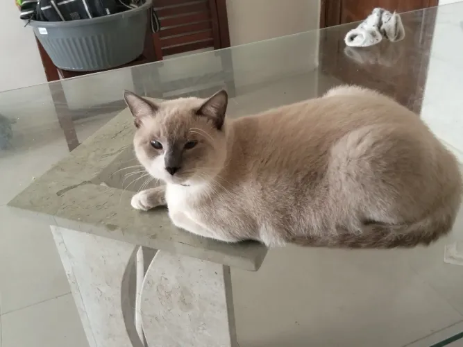 Gato macho