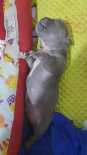 American bully micro 