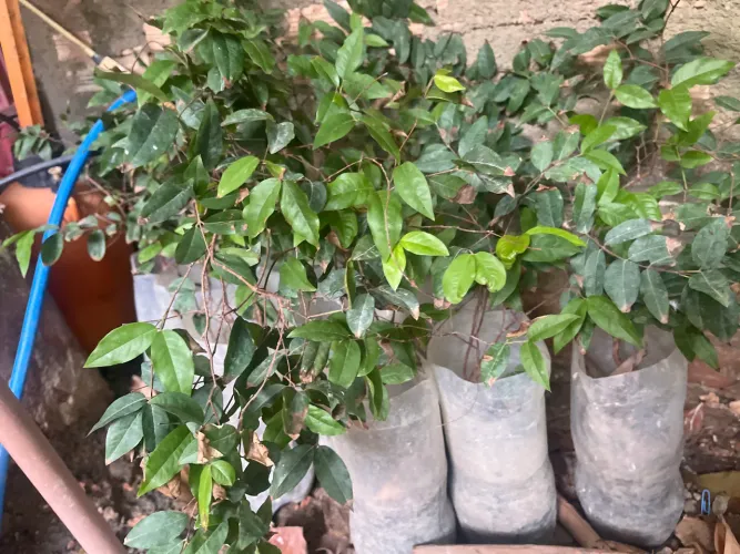 Vende se mudas de JABUTICABAS