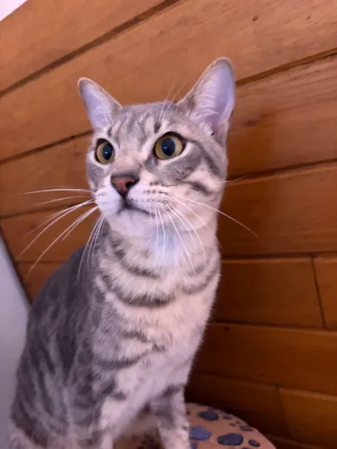 Doa-se gatos