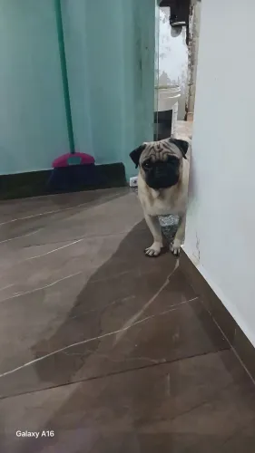 Cachorro 