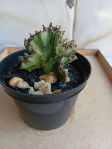 Cacto euphorbia láctea cristata