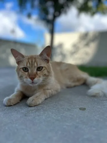 Gato amarelo peludinho para adoção - Castrado e vacinado