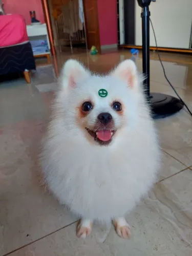 lulu da pomerania