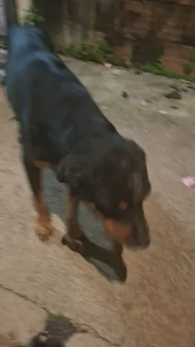 Rotweiller para adoção responsável.