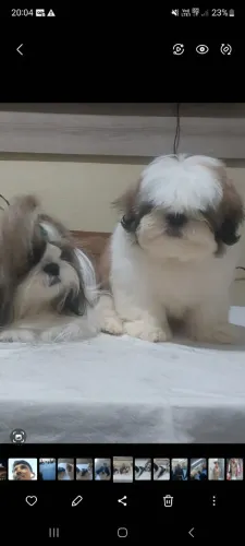 Vendo shitzu macho