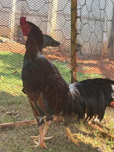 Galo 