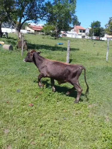 Vendo mini boi manso