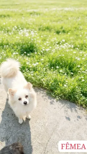 Spitz alemão Fêmea  adulta (1 ano e 8 meses)