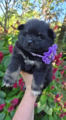Spitz Alemão / Lulu Da Pomerânia Anão