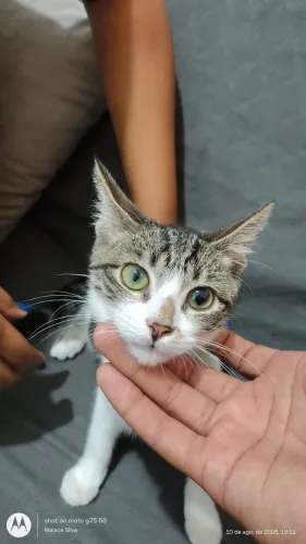 doando gato femea