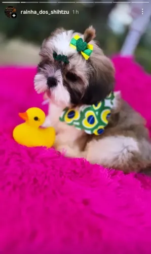 Shih-tzu fêmea 