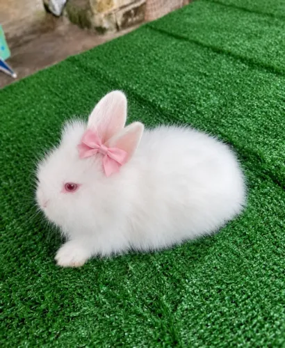 Filhote mini lion femea pura
