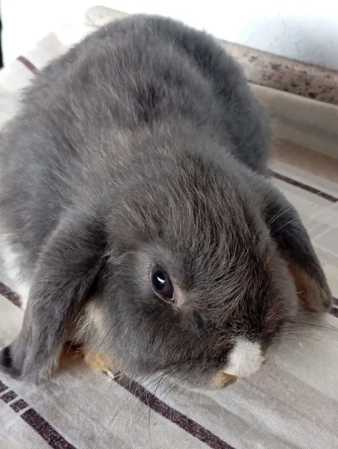 Mini lop Uruguai.