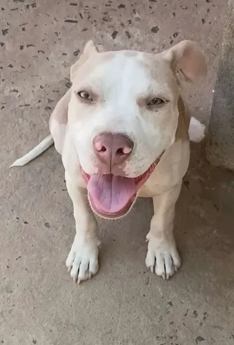 Cachorros