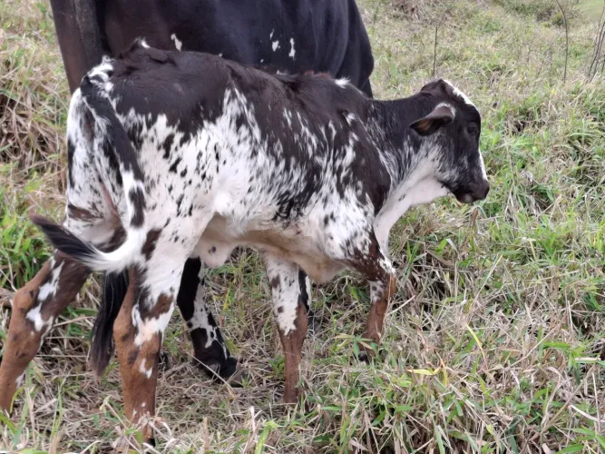 Bezerras girolandas de inseminação 