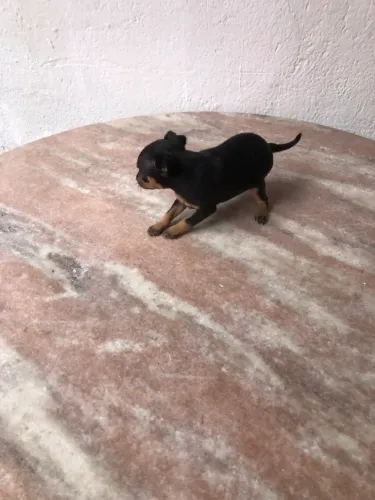 Pinscher Zerinhos Lindos Filhotes 