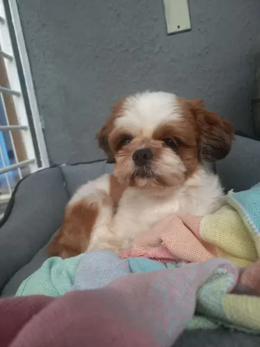 Estou à  procura  de uma fêmea  para cruzar 