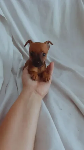 Pinscher miniatura macho 