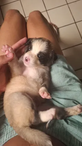 doação de cachorrinhos 
