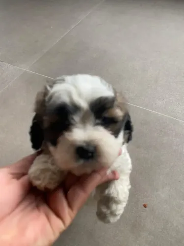 Filhotes de Shih Tzu | Companhia inesquecível.