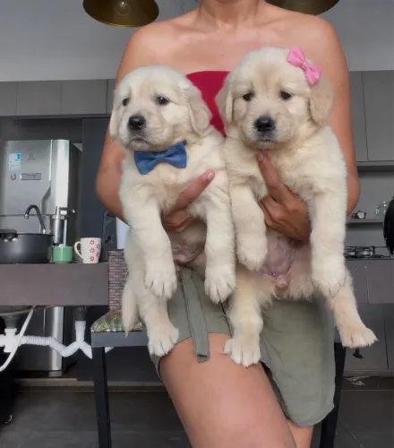 Golden retriever disponíveis machos e fêmeas