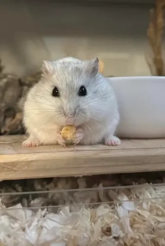 Hamster Anão russo