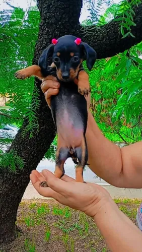 Daschund filhotes