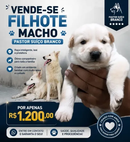 Pastor suíço branco 