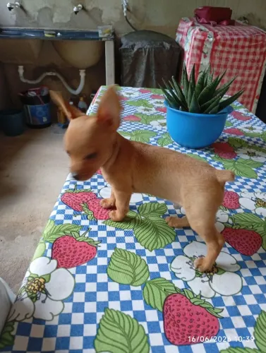Vendo filhote de Pincher macho número 1