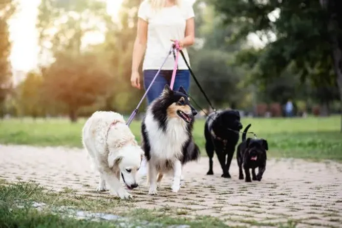 Cuidador de pet