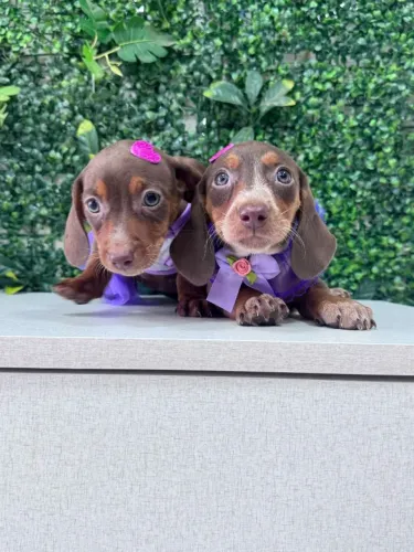 dachshund pelo curto