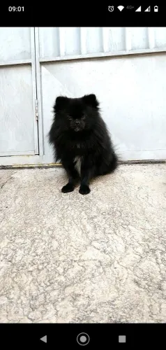 Spitz alemão
