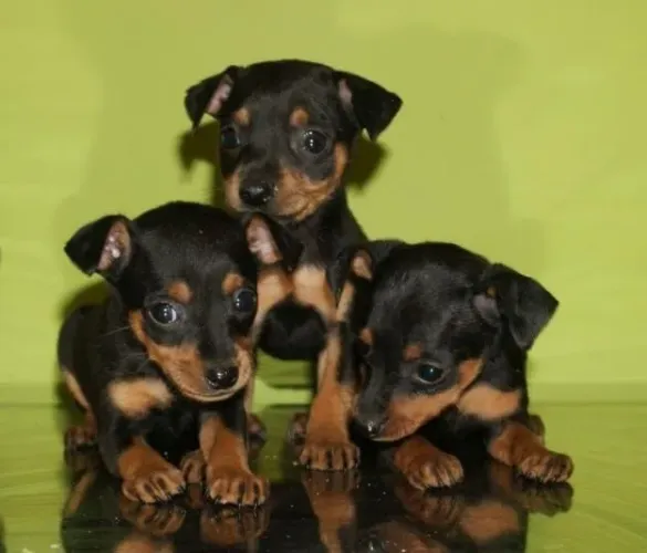 Pinscher "Minha coragem não conhece limites."
