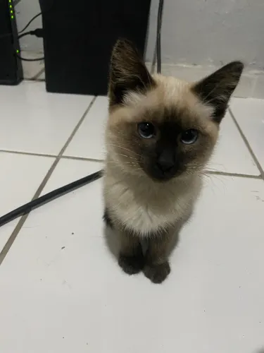 Gato siamês 