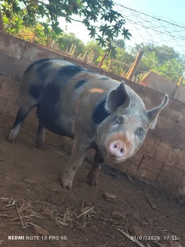Porca Pietran pura a venda