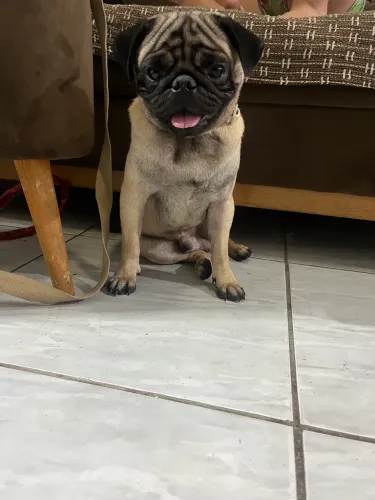 Pug procura namoradinha 