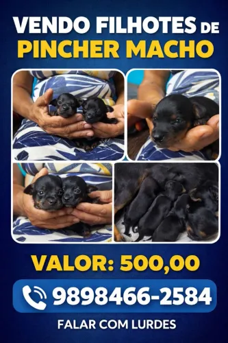 Vendo filhotes de Pincher 