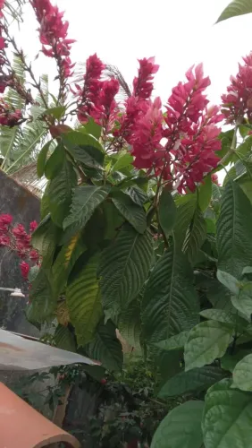 Plantas pra vender a partir de 50$