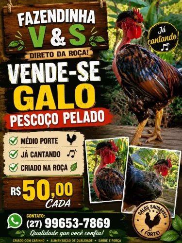 Galo