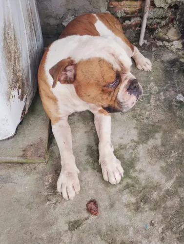 Vendo
