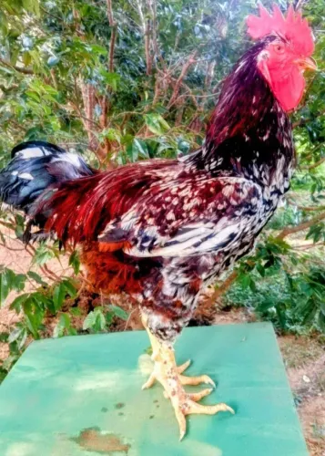 Ovos de GSB galinha sertaneja balão