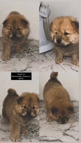 Chow Chow 