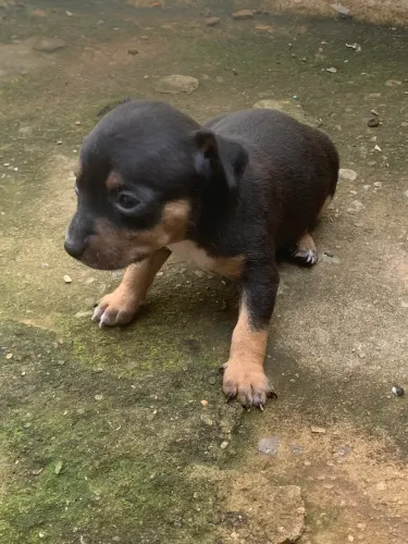   ? Filhotes de Pinscher Disponíveis | Macho R$600 | Fêmea R$800 